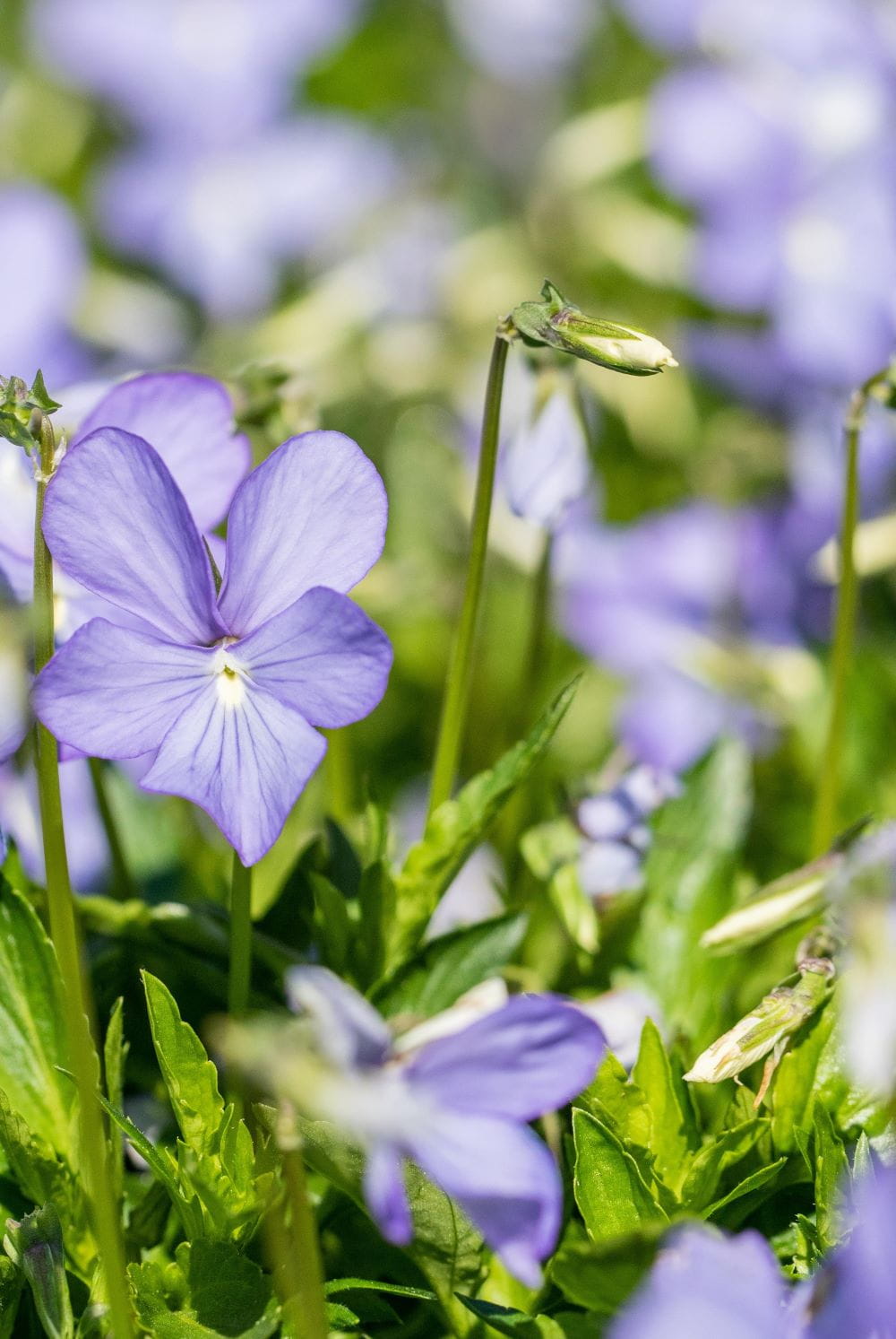 Horn-Veilchen 'Boughton Blue' • Viola cornuta 'Boughton Blue' Ansicht 3