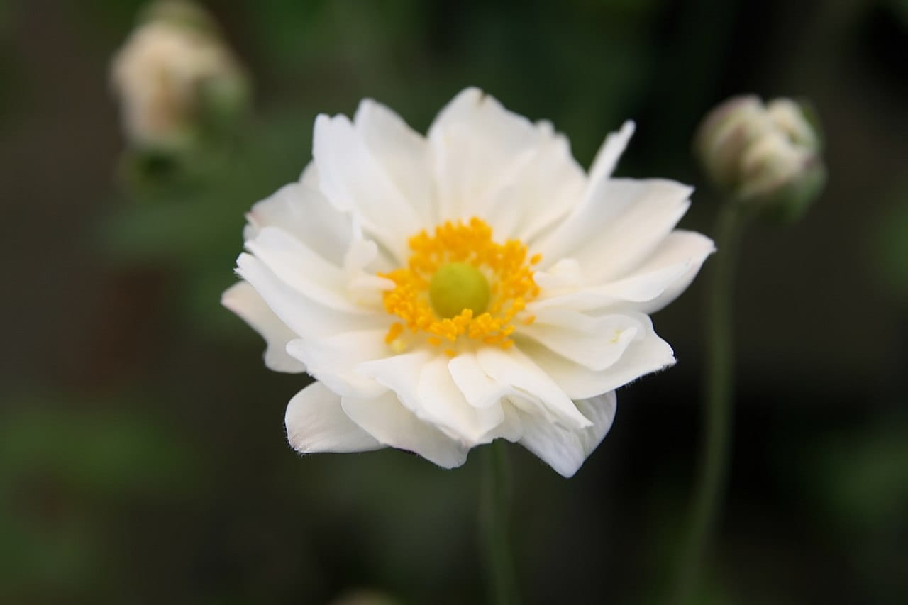Herbst Anemone 'Whirlwind' • Anemone japonica 'Whirlwind' Ansicht 1
