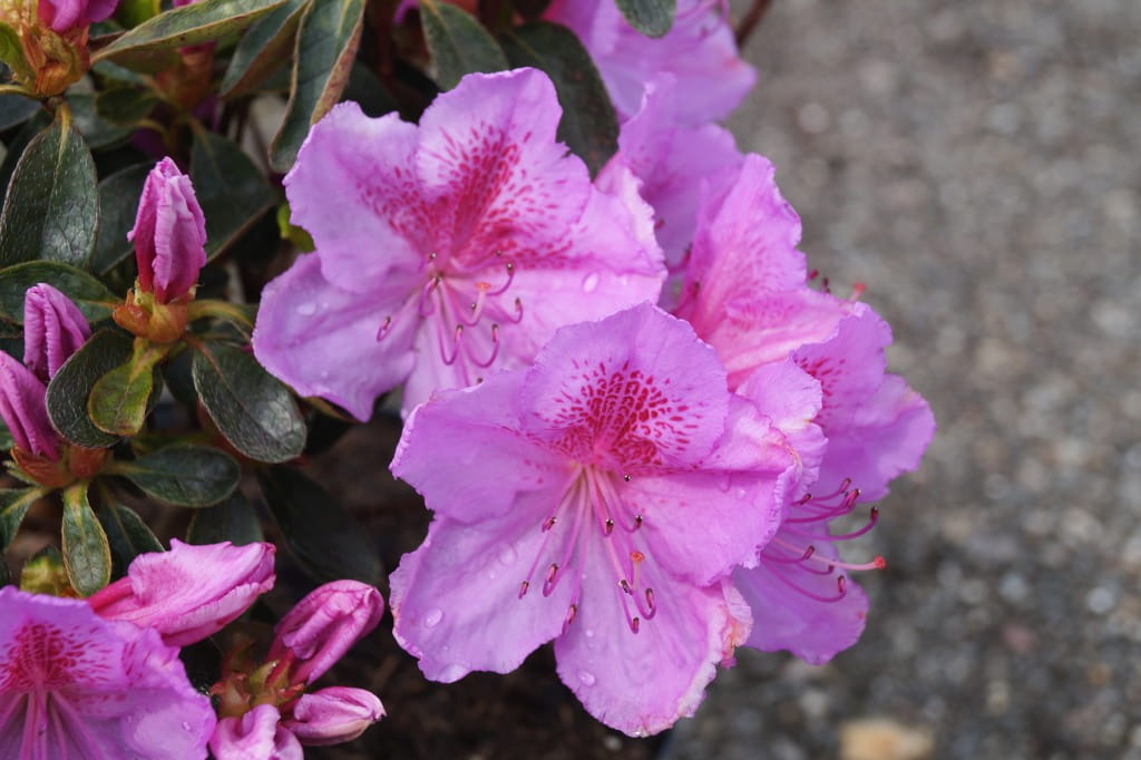 Japanische Azalee 'Big Point' • Rhododendron obtusum 'Big Point'