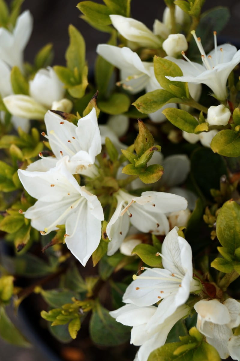 Japanische Azalee 'Diamant Weiß' • Rhododendron obtusum 'Diamant Weiß' Ansicht 2