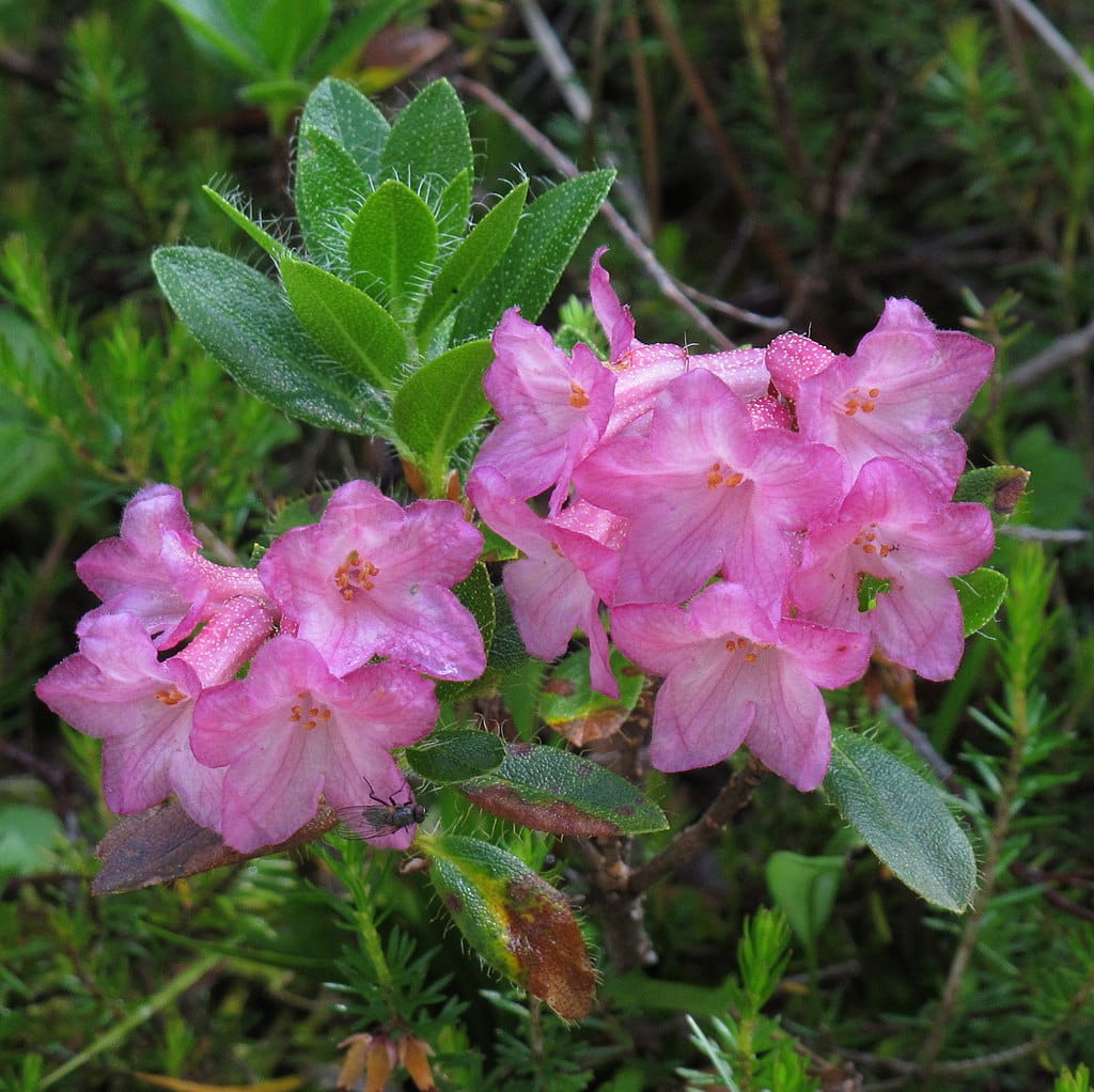 Bewimperte Aplenrose • Rhododendron hirsutum Ansicht 1