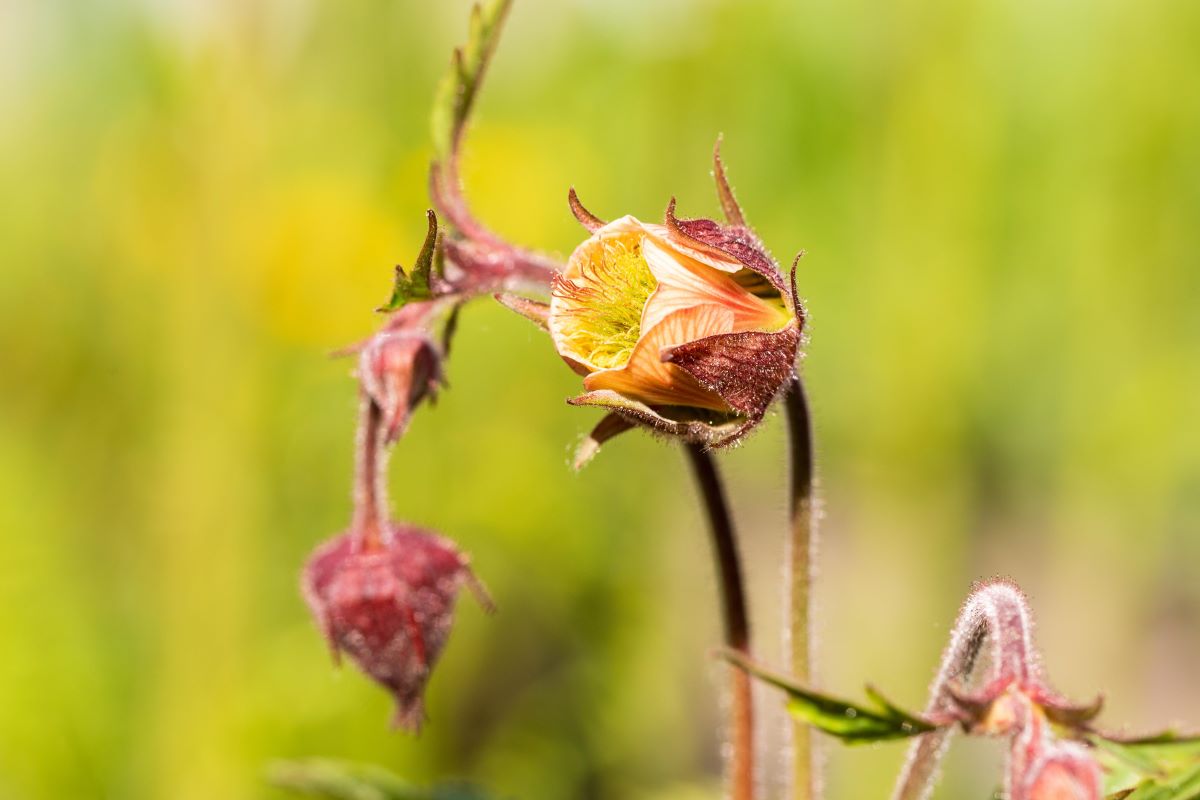 Bach-Nelkenwurz • Geum rivale