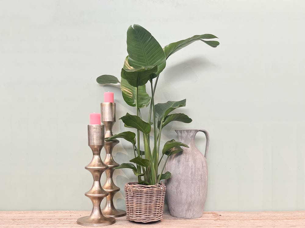 Baum-Strelitzie • Strelitzia nicolai Topfdurchmesser 24 cm, 120 cm hoch Topfware Ansicht 6