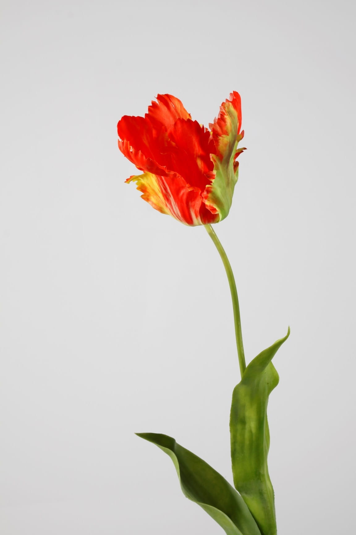 Colours & Green Seidenblume PARROT TULIP Single Stem orange/grün 83cm Ansicht 1
