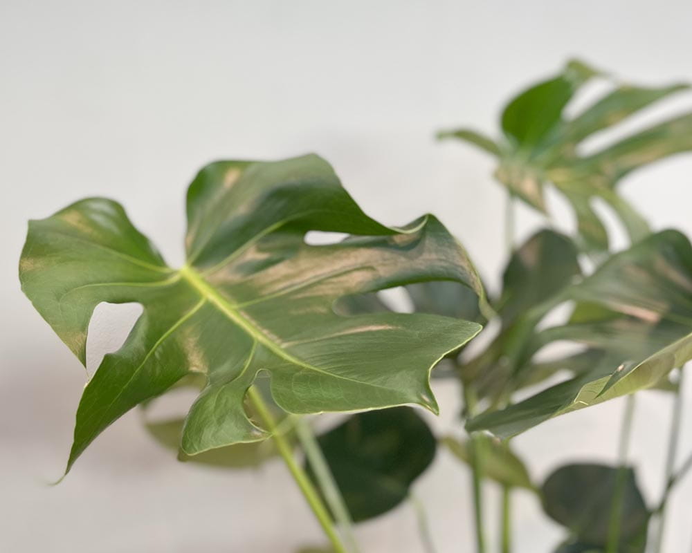 Fensterblatt • Monstera deliciosa Topfdurchmesser 21 cm, 70 cm hoch Topfware Ansicht 3