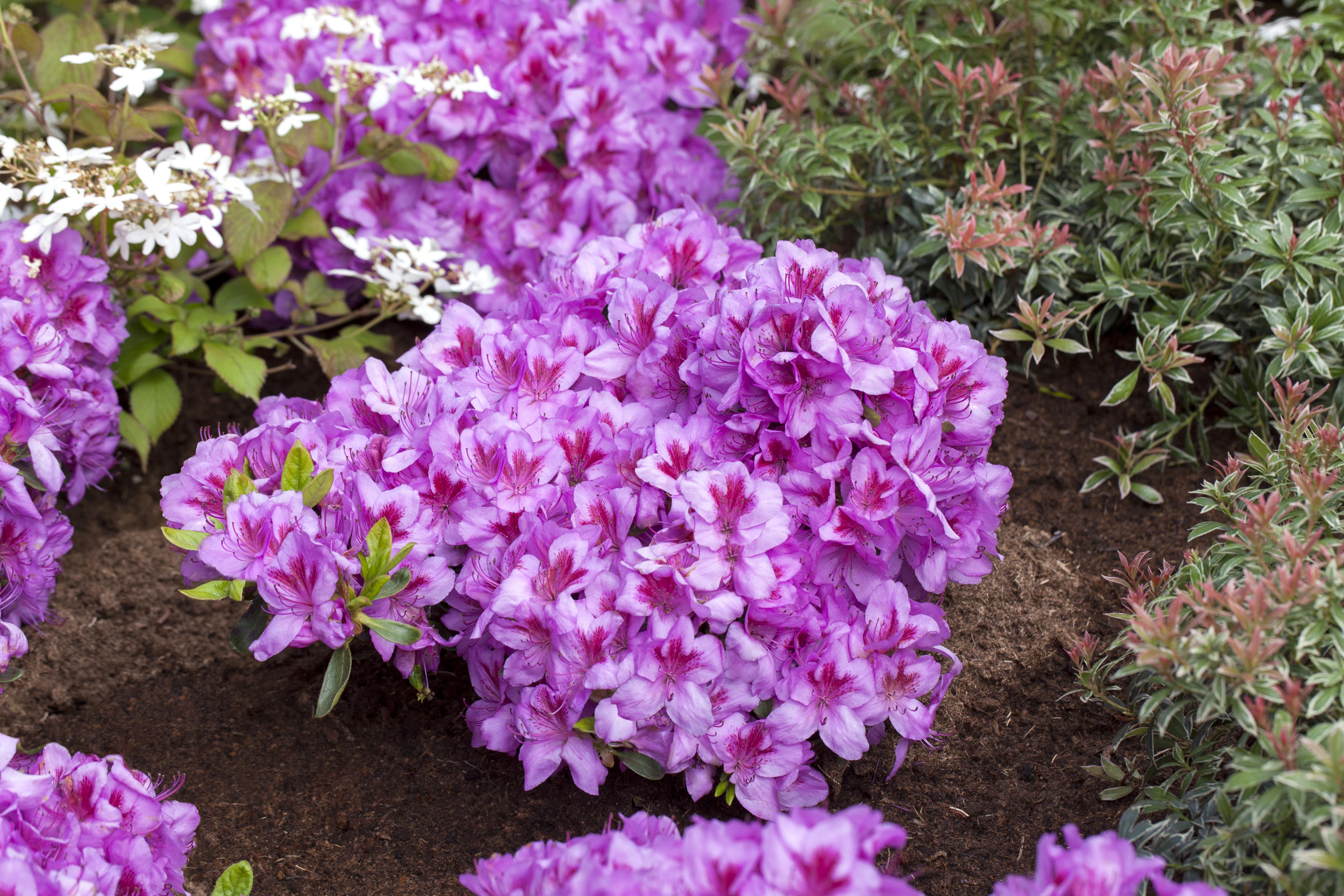 Japanische Azalee 'Peppina'® • Rhododendron obtusum 'Peppina'® Ansicht 3