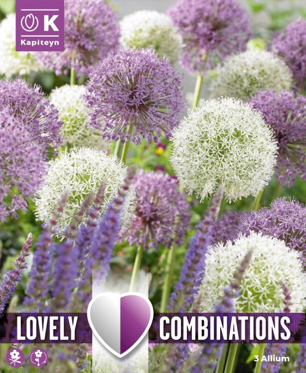 Blumenzwiebel Mix - Lovely / Perfect Combinations Allium Mischung 3er Packung