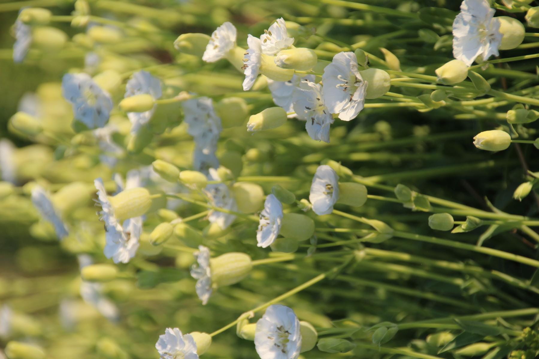 Leimkraut 'Weißkelchen' • Silene uniflora 'Weißkehlchen'