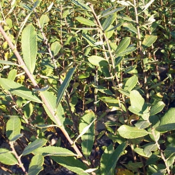 Grauweide / Aschweide • Salix cinerea