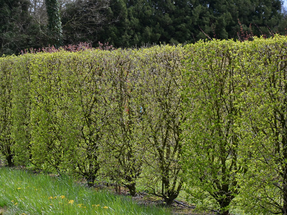 Kornelkirsche • Cornus mas Containerware 125-150 cm hoch, Solitärpflanze Ansicht 2