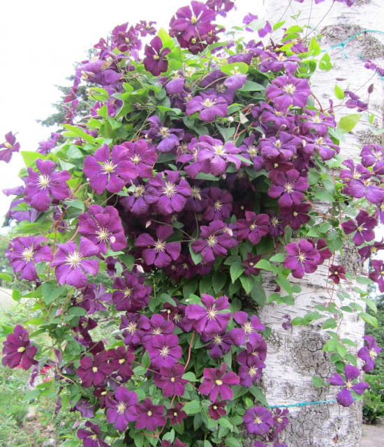 Waldrebe 'Etoile Violett' • Clematis viticella 'Etoile Violett' Ansicht 3