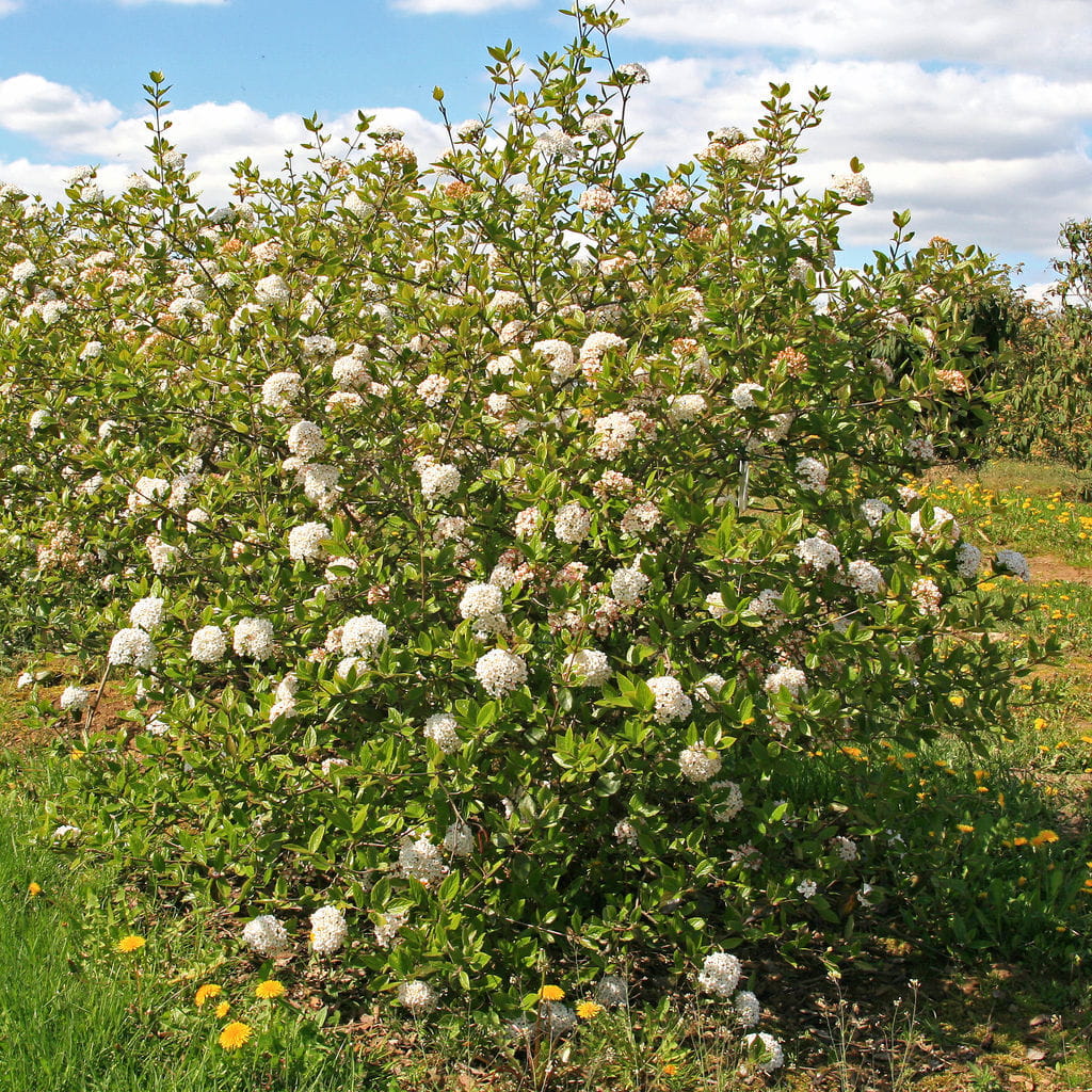 Osterschneeball • Viburnum burkwoodii Ansicht 5
