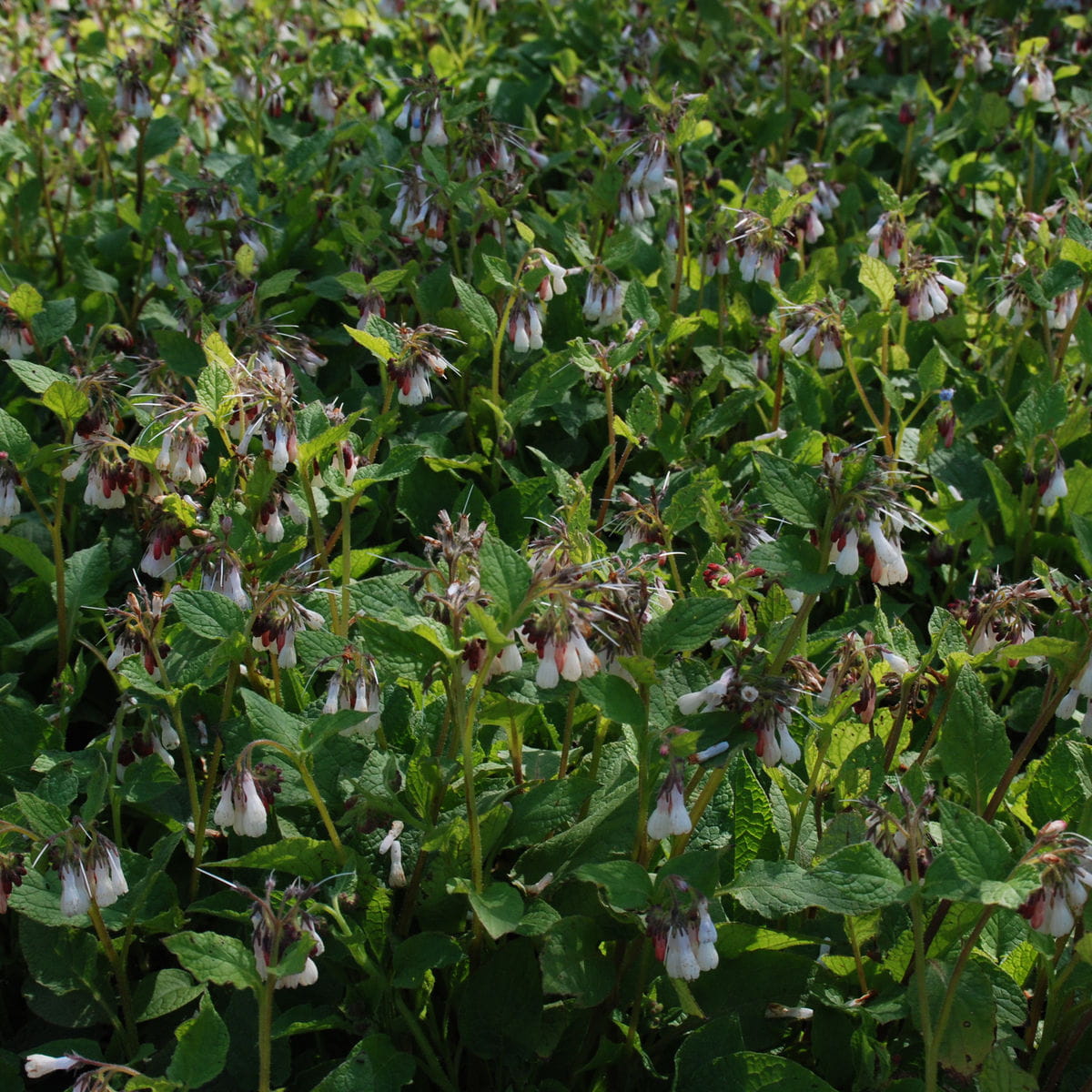 Beinwell 'Hidcote Blue' • Symphytum grandiflorum 'Hidcote Blue' Ansicht 2