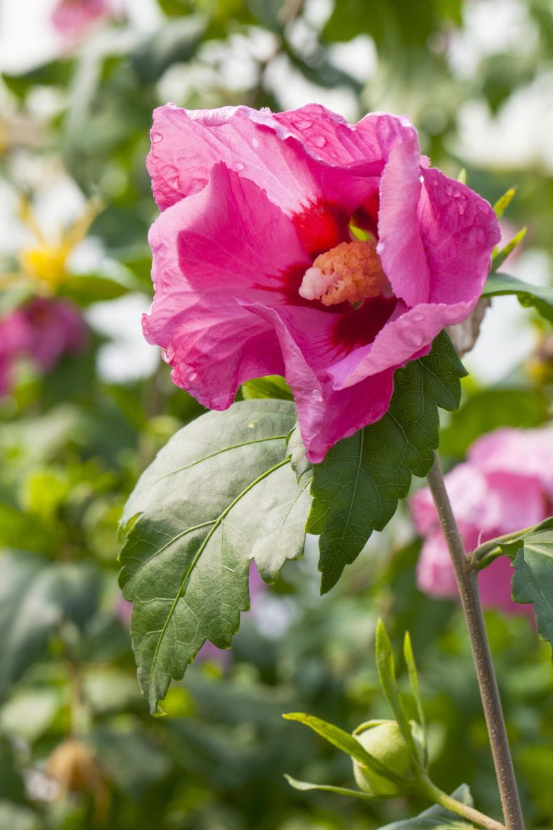 Garteneibisch 'Pink Giant'® • Hibiscus syriacus 'Pink Giant'® Ansicht 2