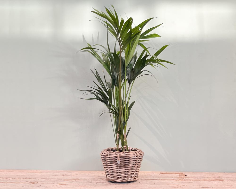 Kentiapalme • Howea forsteriana Topfdurchmesser 21 cm, 120 cm hoch Topfware Ansicht 4