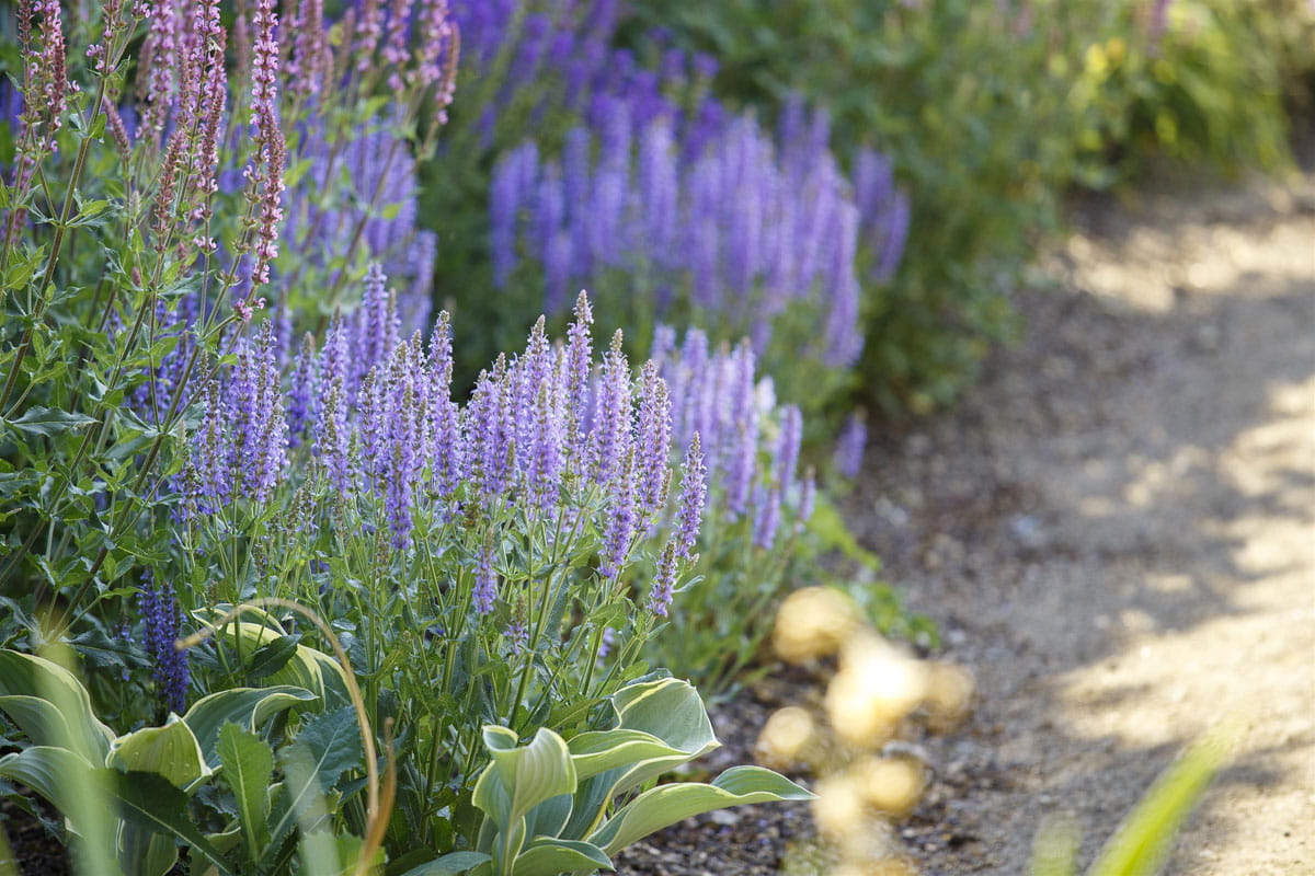 Blüten-Salbei 'Amethyst' • Salvia nemorosa 'Amethyst'