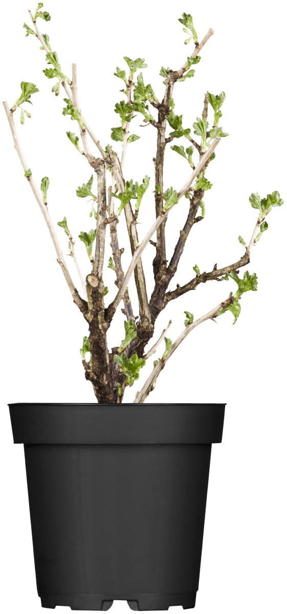 Stachelbeere • Ribes uva-crispa Ansicht 2