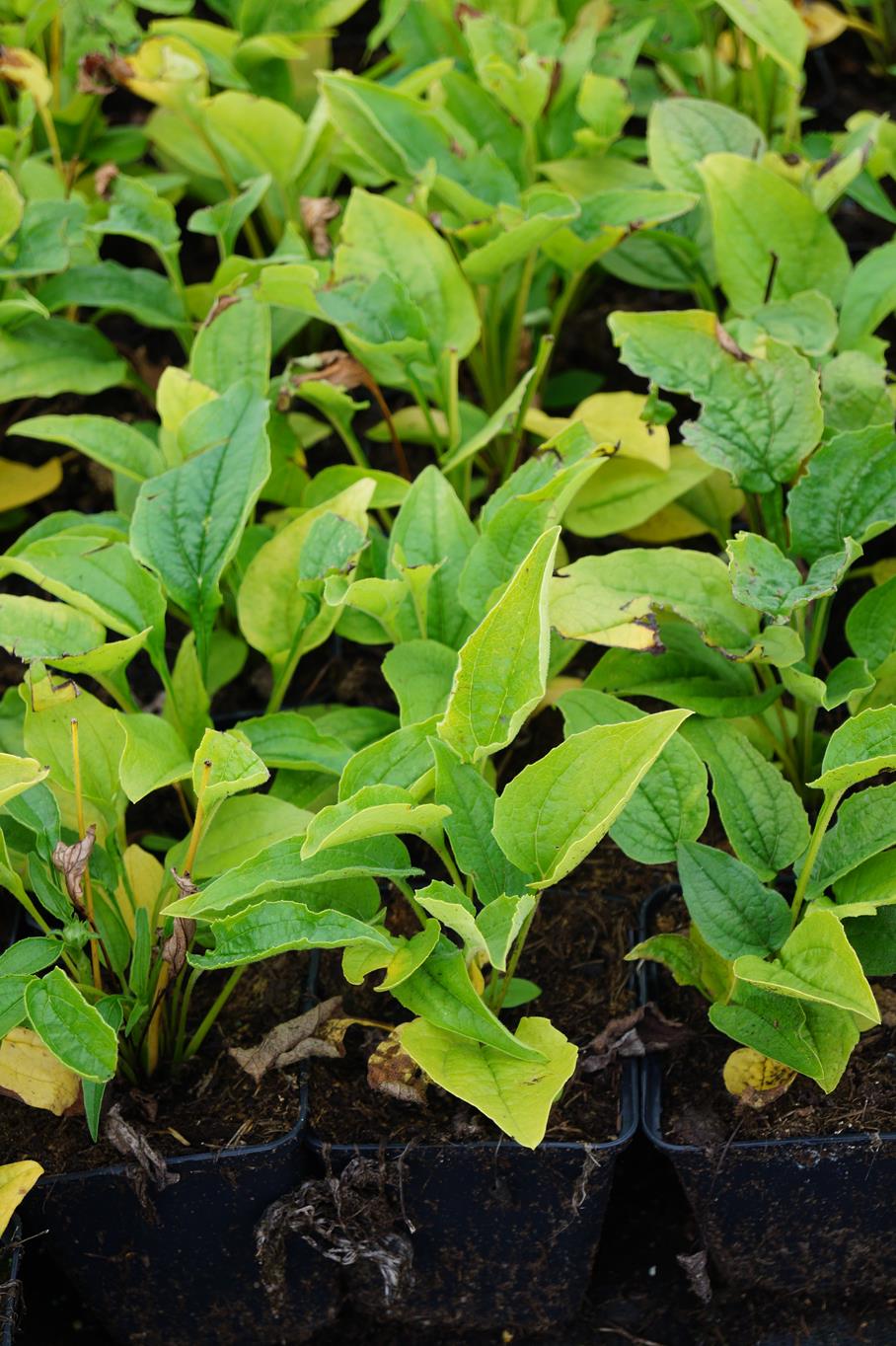 Garten-Scheinsonnenhut • Echinacea purpurea Alba Ansicht 6 Garten-Scheinsonnenhut • Echinacea purpurea Alba Ansicht 6