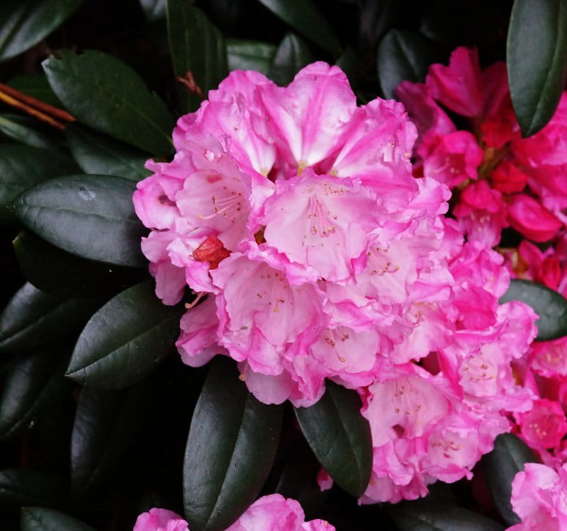 Rhododendron 'Polaris' • Rhododendron yakushimanum 'Polaris' Ansicht 1