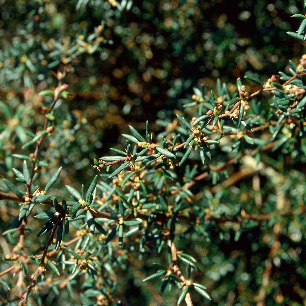 Rosmarin-Berberitze • Berberis stenophylla Ansicht 3