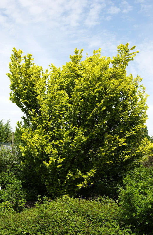 Goldulme 'Wredei' • Ulmus carpinifolia 'Wredei' Ansicht 6