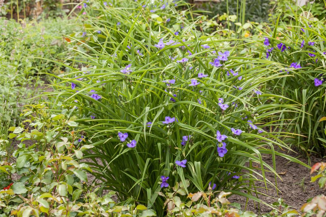 Dreimasterblume 'Zwanenburg Blue' • Tradescantia anders. 'Zwanenburg Blue' Ansicht 2