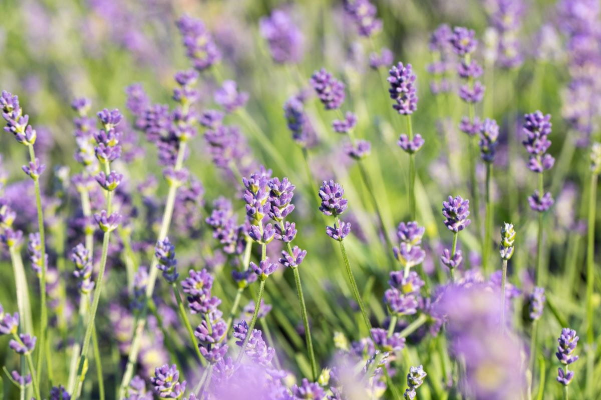 Bastard-Lavendel 'Grosso' • Lavandula x intermedia 'Grosso'