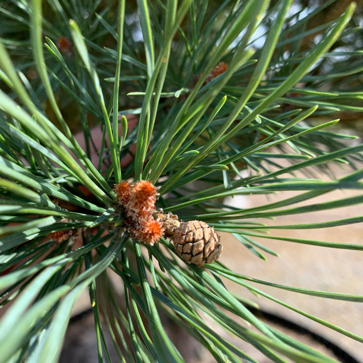 Norwegische Waldkiefer 'Norske Typ' • Pinus sylvestris 'Norske Typ' Ansicht 3