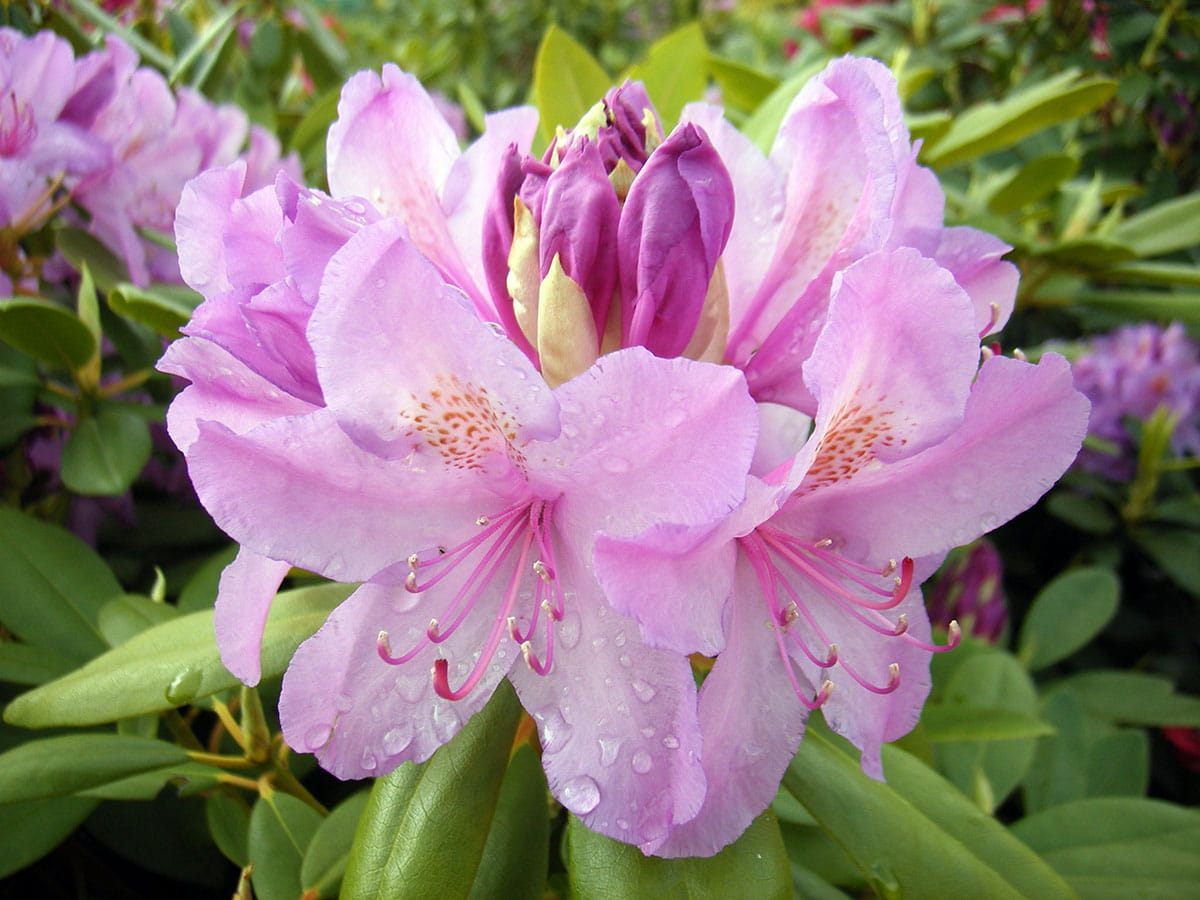 Rhododendron 'Catawbiense Boursault' • Rhododendron Hybr. 'Catawbiense Boursault' Ansicht 3