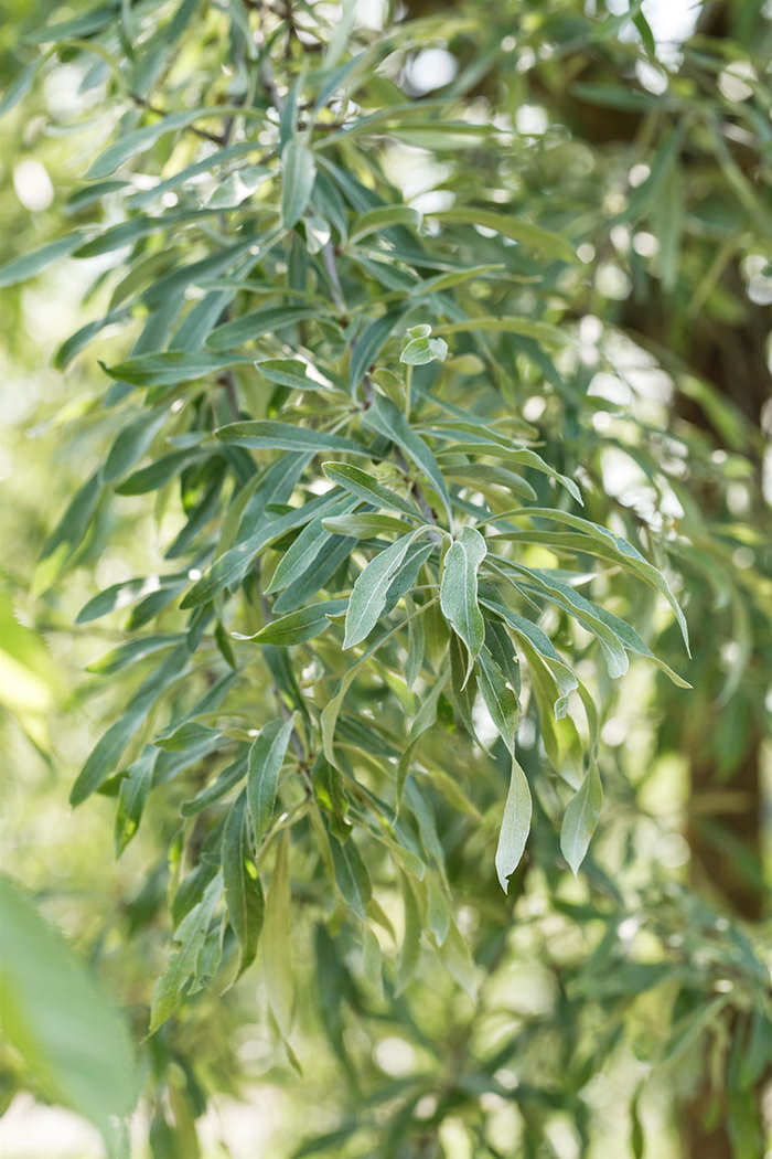 Hängende-weidenblättrige Birne 'Pendula' • Pyrus salicifolia 'Pendula' Ansicht 1