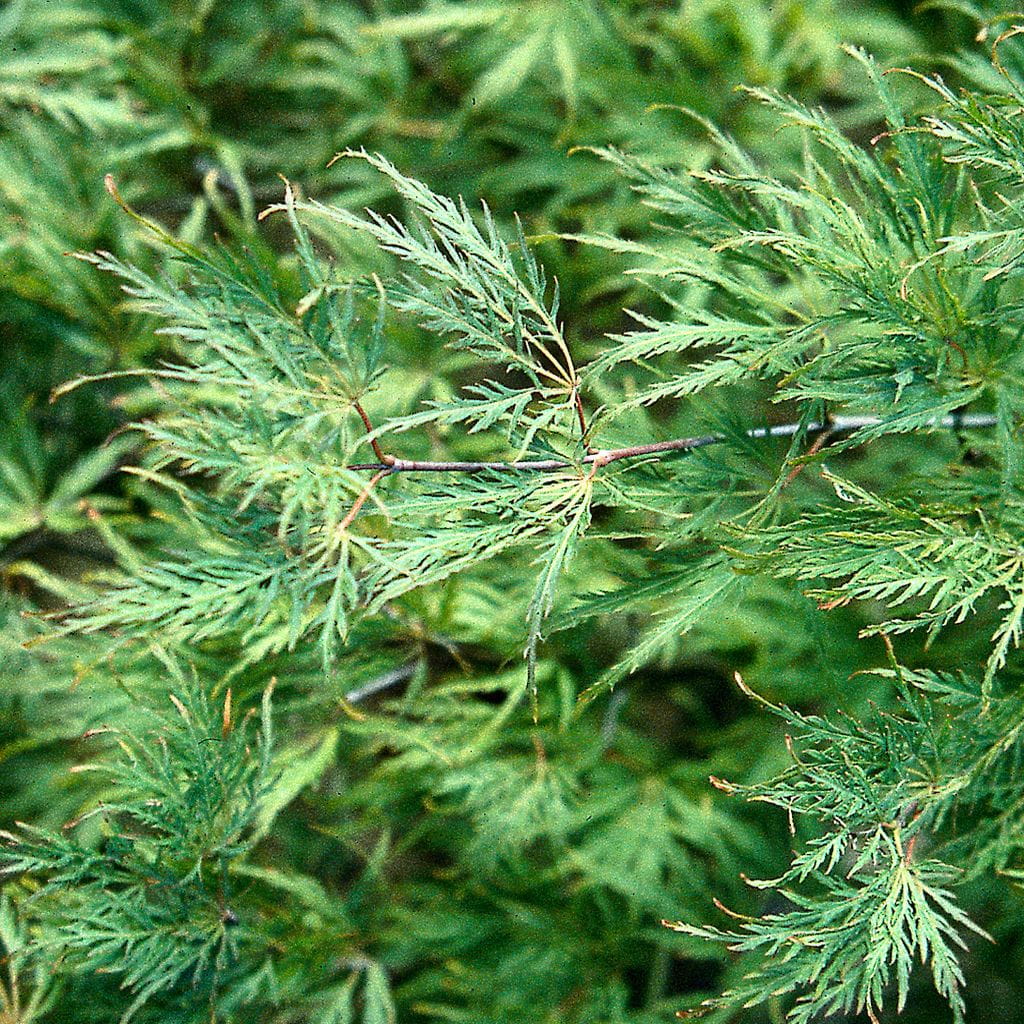 Grüner Schlitzahorn • Acer palmatum Dissectum Ansicht 5