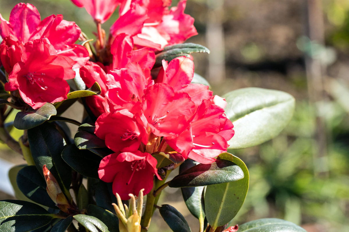 Rhododendron 'Lampion' • Rhododendron yakushimanum 'Lampion' Ansicht 1