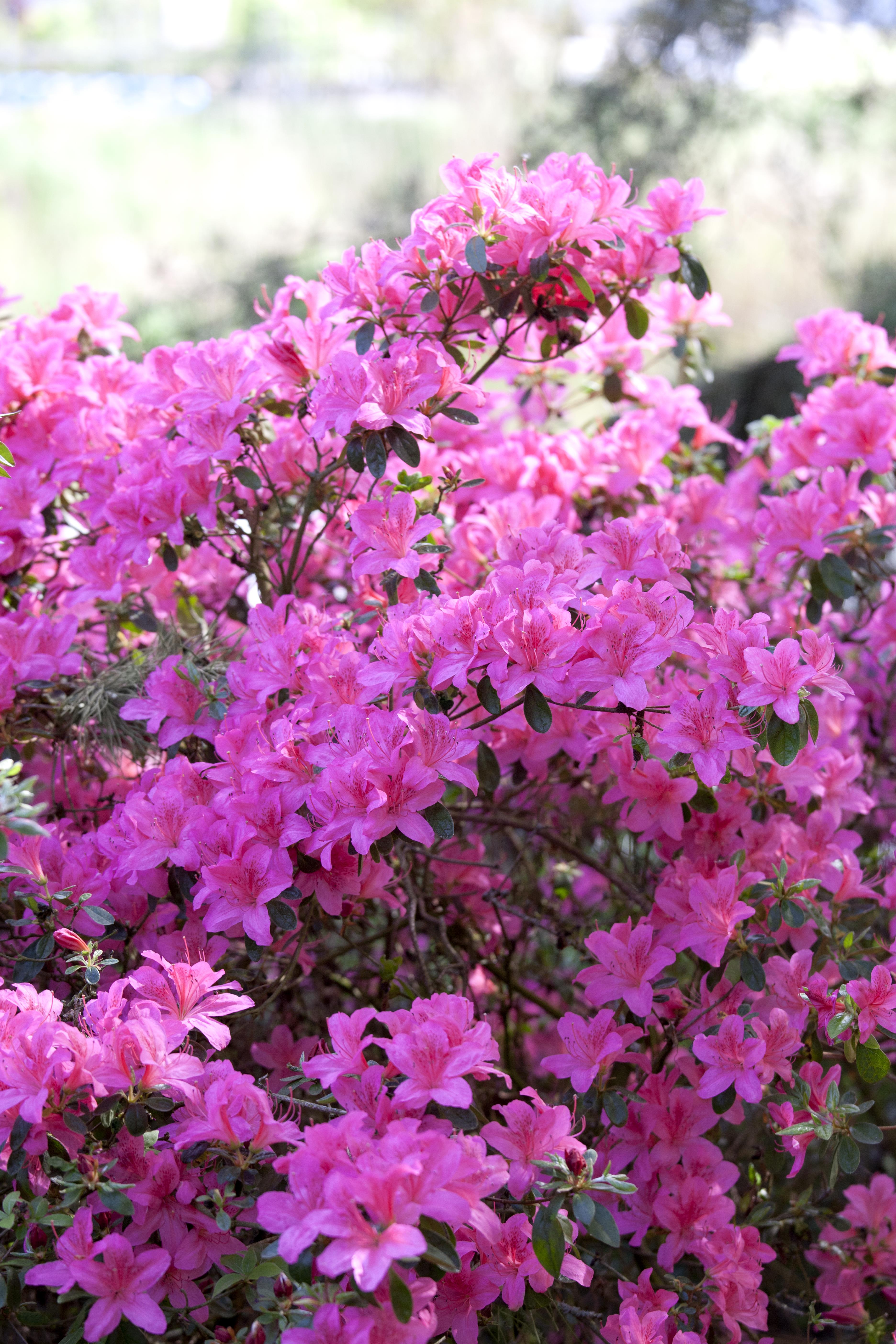 Japanische Azalee 'Kermesina' • Rhododendron obtusum 'Kermesina' Ansicht 2