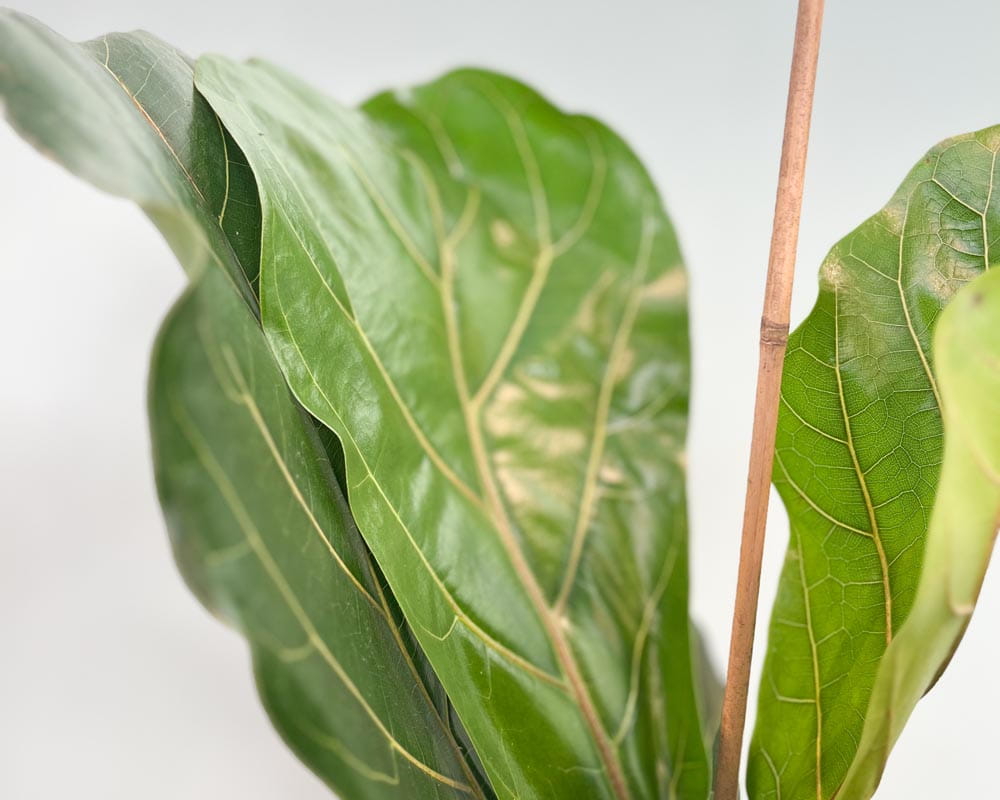 Geigenfeige • Ficus lyrata Topfdurchmesser 21 cm, 90 cm hoch Topfware Ansicht 2