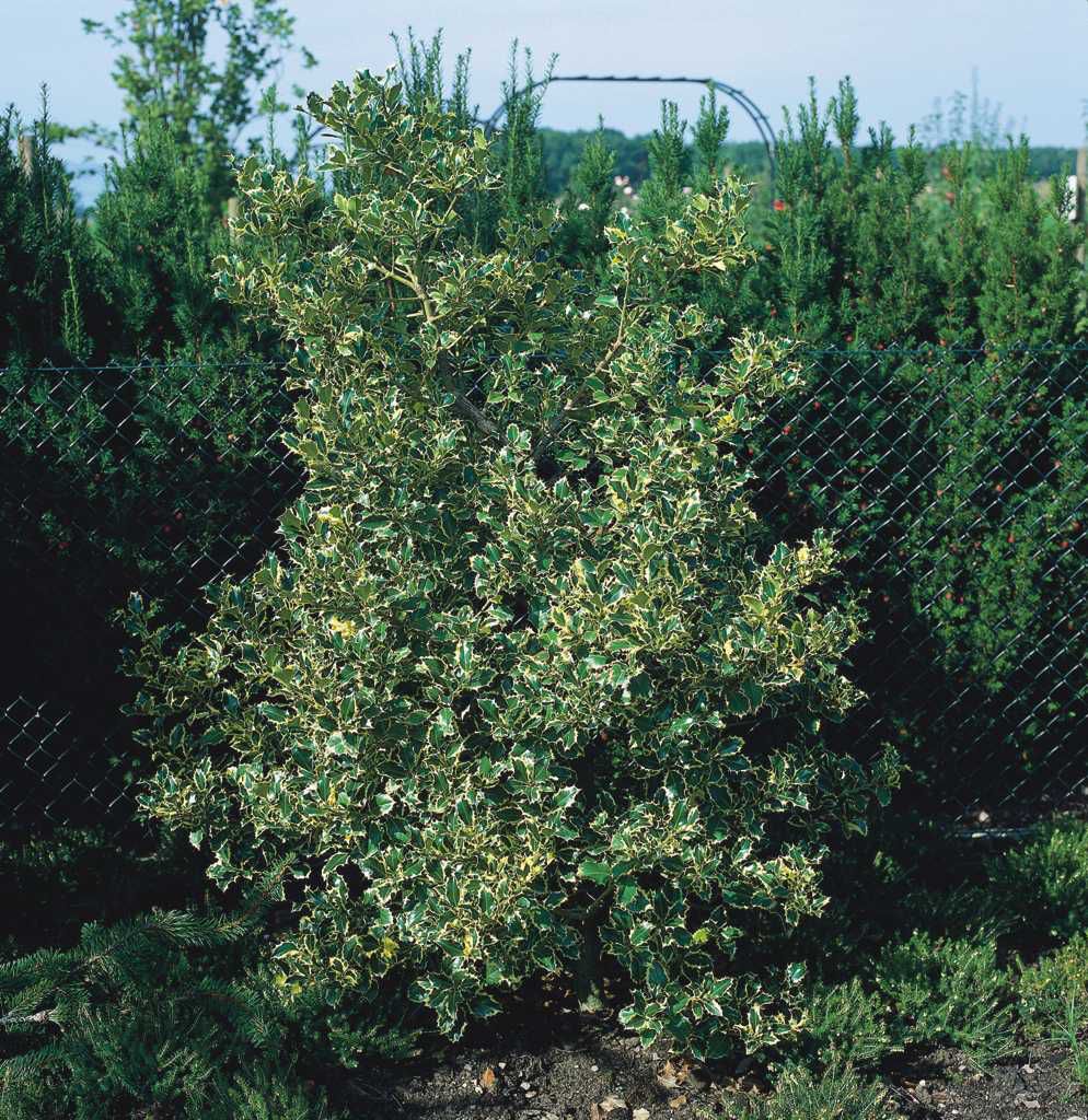 Stechpalme 'Argentea Marginata' • Ilex aquifolium 'Argentea Marginata'