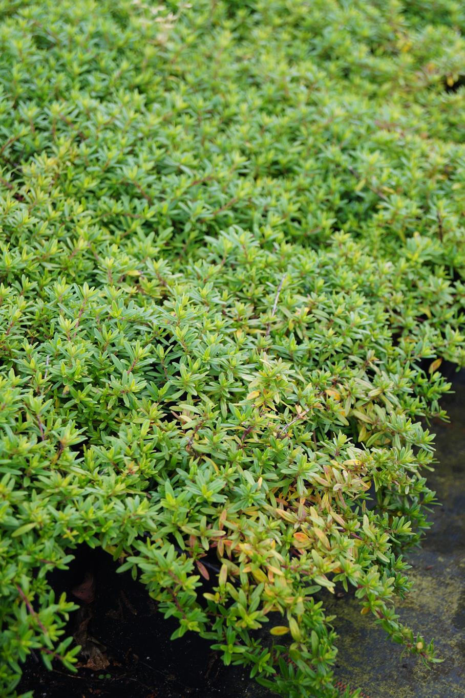 Kaskaden Thymian 'Oderatus' • Thymus longicaulis 'Oderatus' Ansicht 5