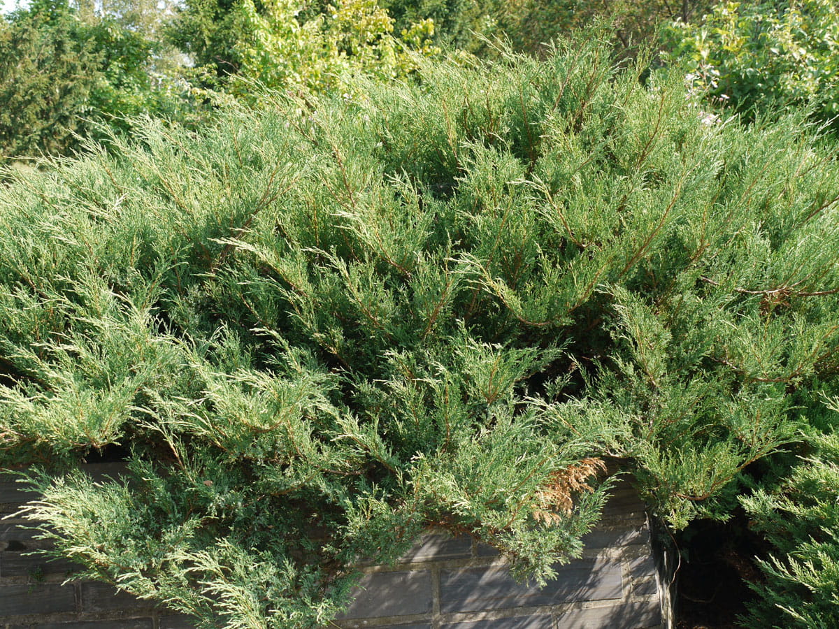 Tamarisken-Wacholder • Juniperus sabina 'Tamariscifolia' Ansicht 1