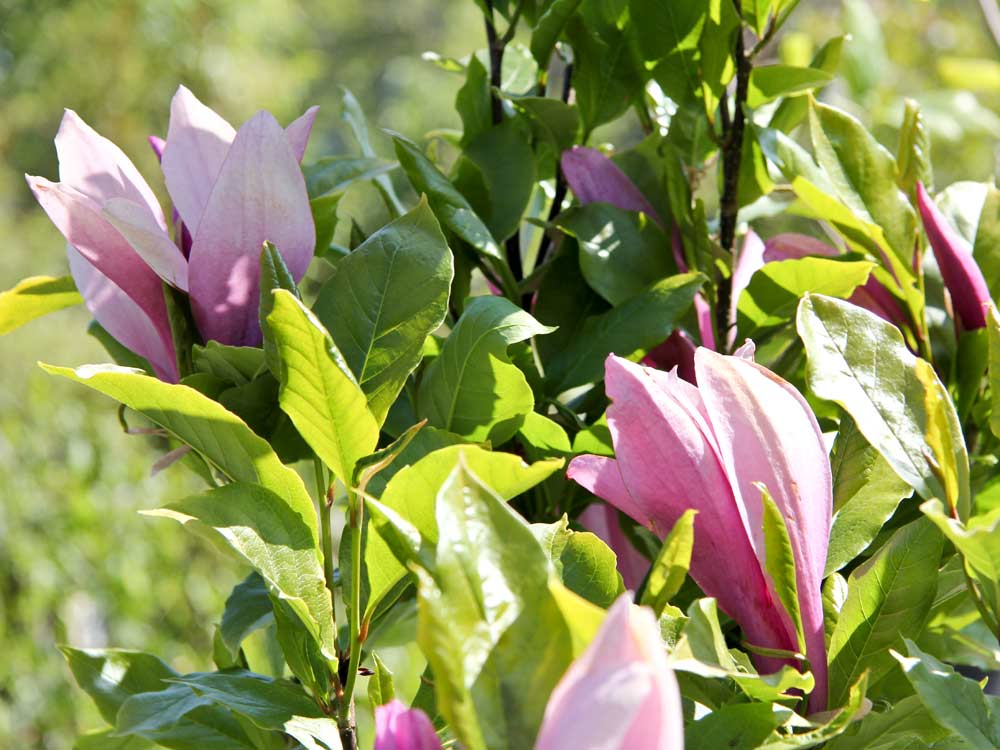 Kategorie <b>Blütensträucher und Ziergehölze </b> - Purpur-Magnolie 'Susan' • Magnolia liliiflora 'Susan'