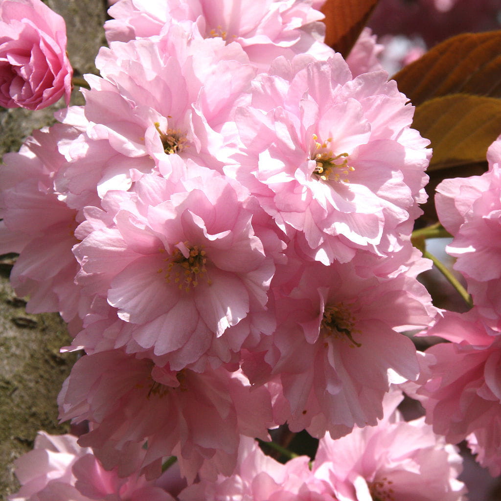 Japanische Blütenkirsche 'Kanzan' • Prunus serrulata 'Kanzan' Ansicht 2