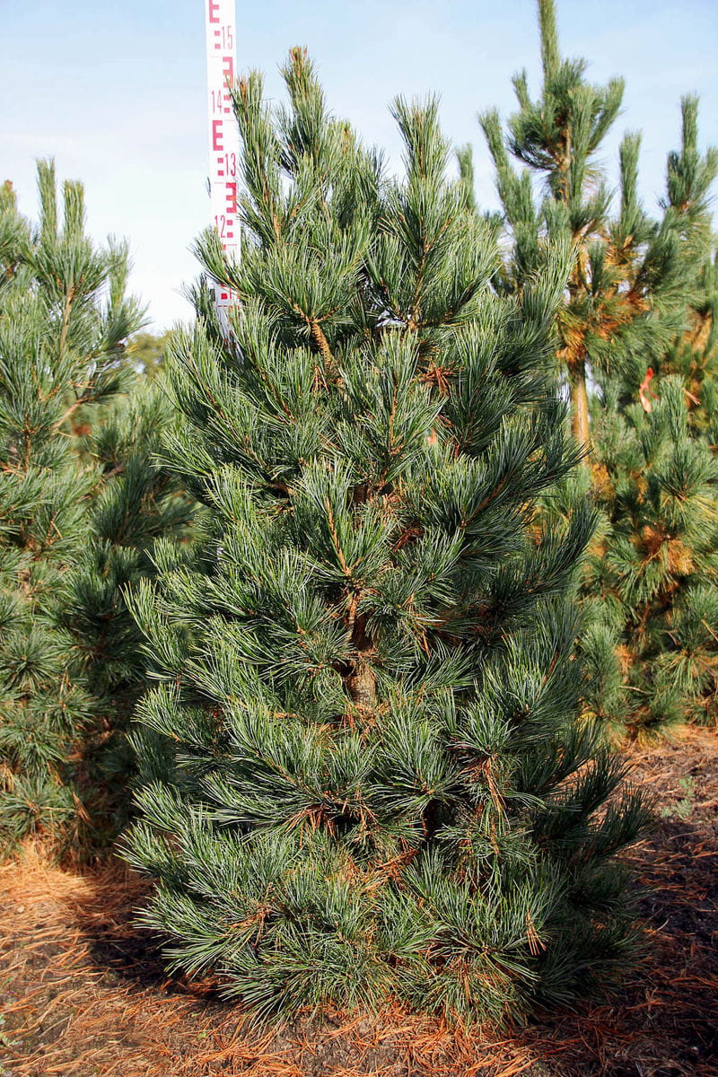 Zirbelkiefer • Pinus cembra Ansicht 4