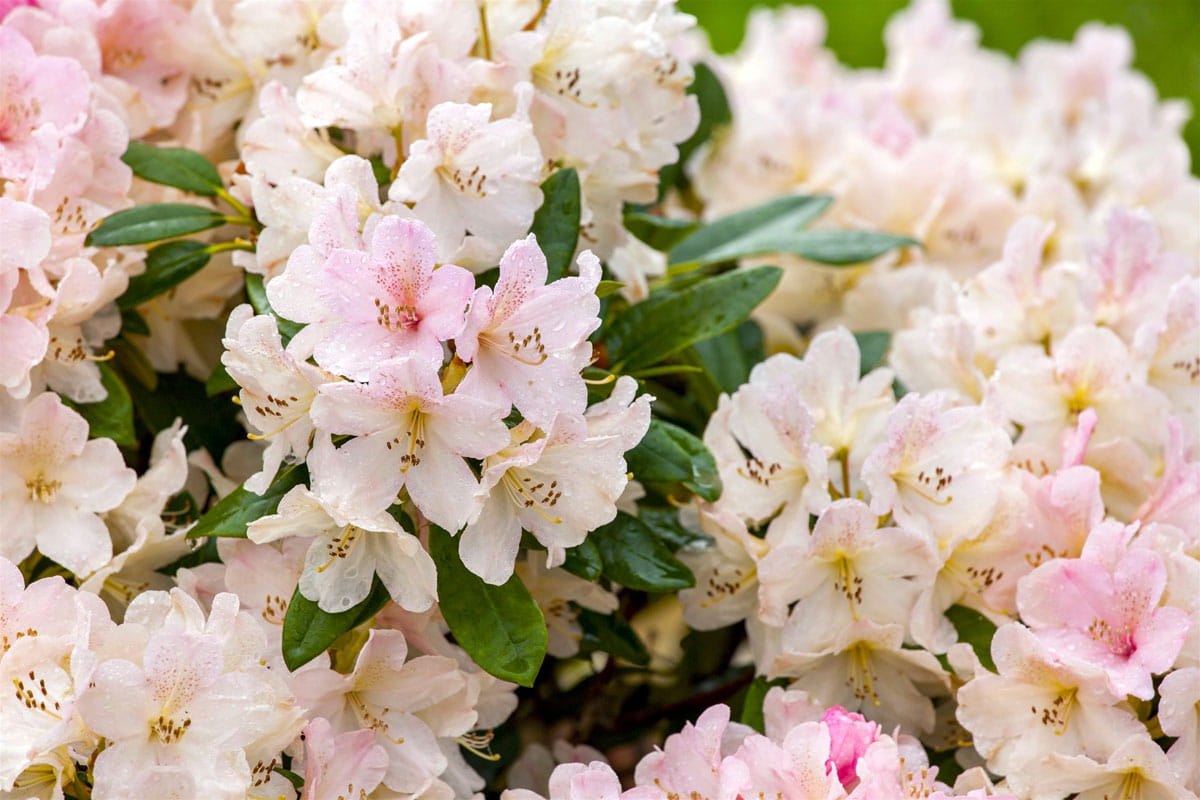 Rhododendron 'Yaku Queen' • Rhododendron yakushimanum 'Yaku Queen'