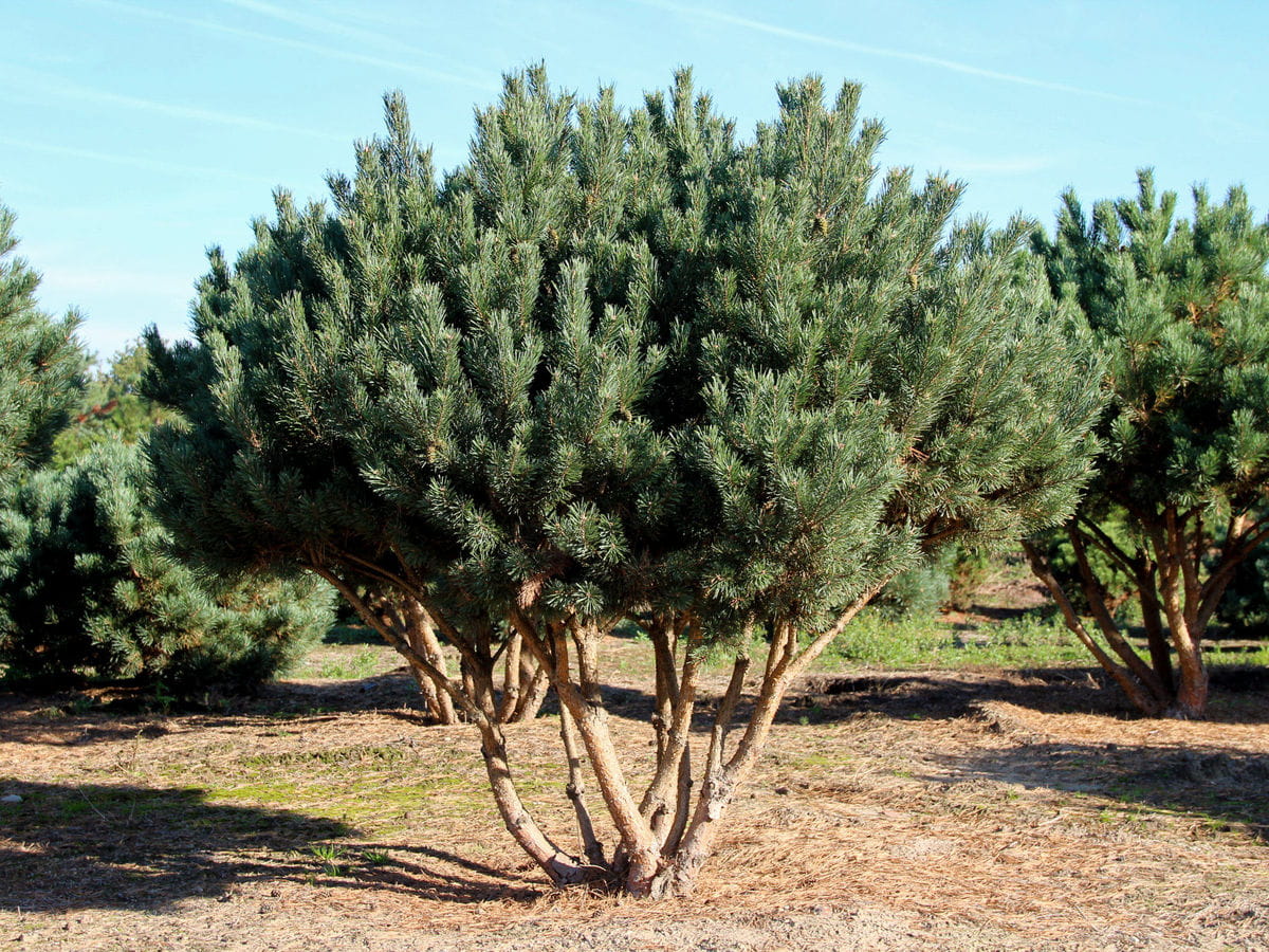 Silberkiefer • Pinus sylvestris 'Watereri' Ansicht 4