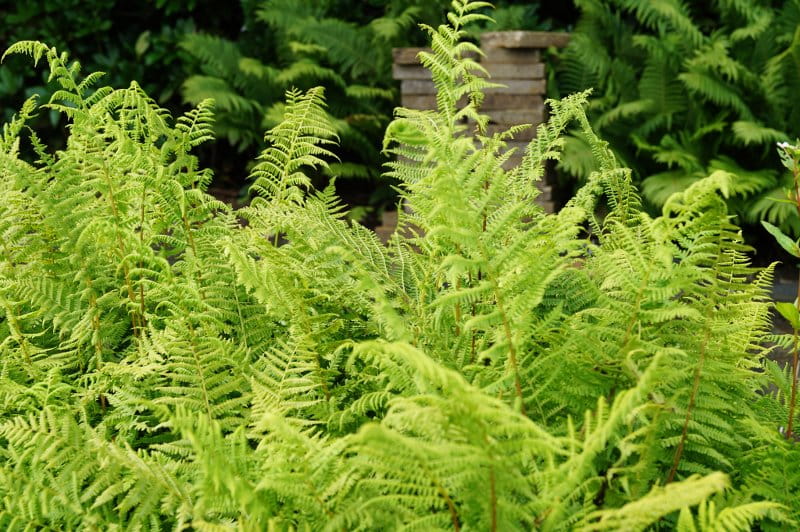 Frauenfarn Lady in Red • Athyrium filix femina Lady in Red Ansicht 10 Frauenfarn Lady in Red • Athyrium filix femina Lady in Red Ansicht 10