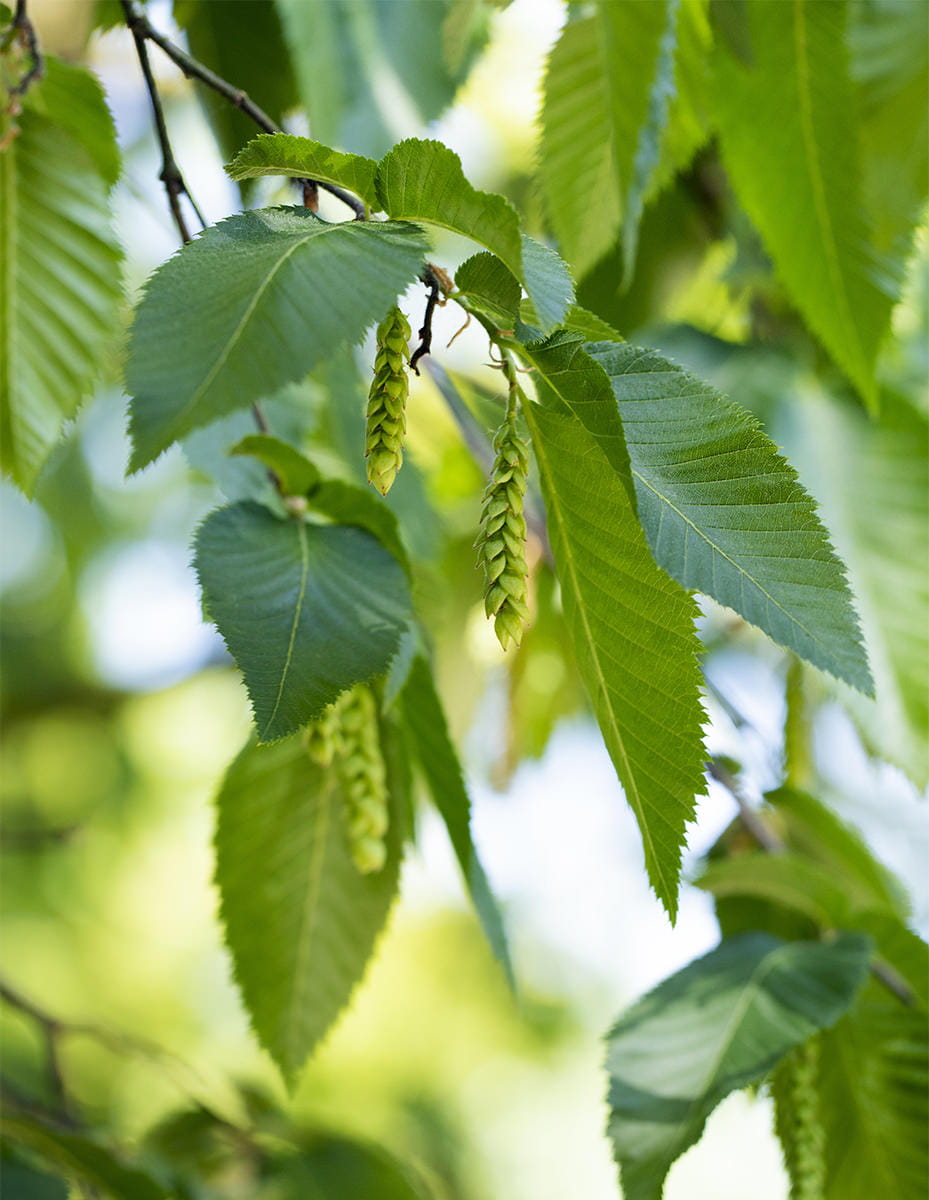 Hainbuche • Carpinus betulus Ansicht 4