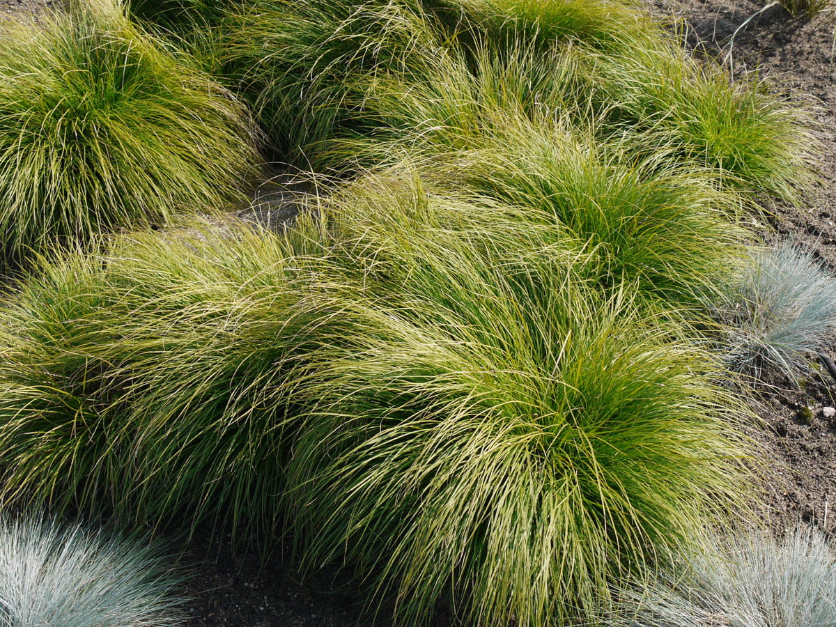 Berg-Segge • Carex montana Ansicht 3