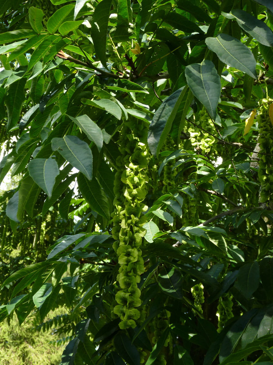 Flügelnuss • Pterocarya fraxinifolia Ansicht 1