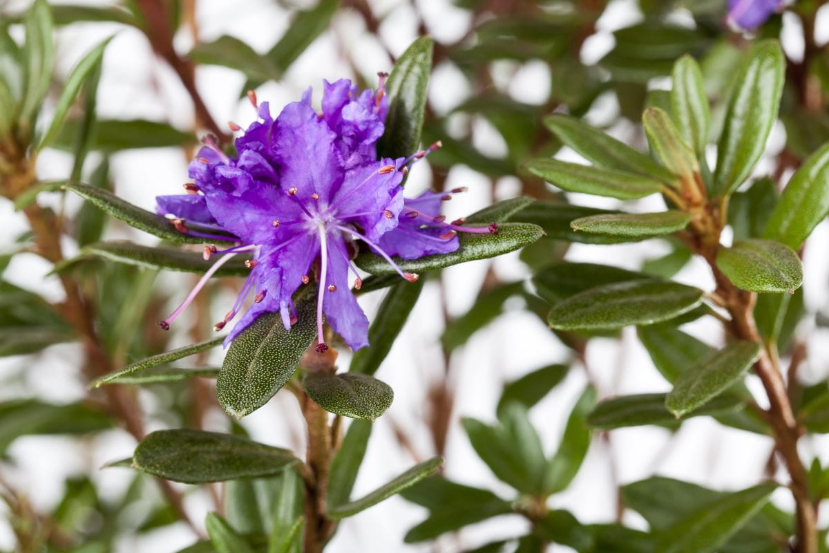 Kleinblättriger Rhododendron 'Azurika' • Rhododendron Impeditum 'Azurika' Ansicht 2