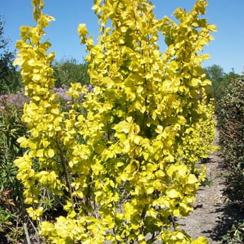 Goldulme 'Wredei' • Ulmus carpinifolia 'Wredei' Ansicht 5