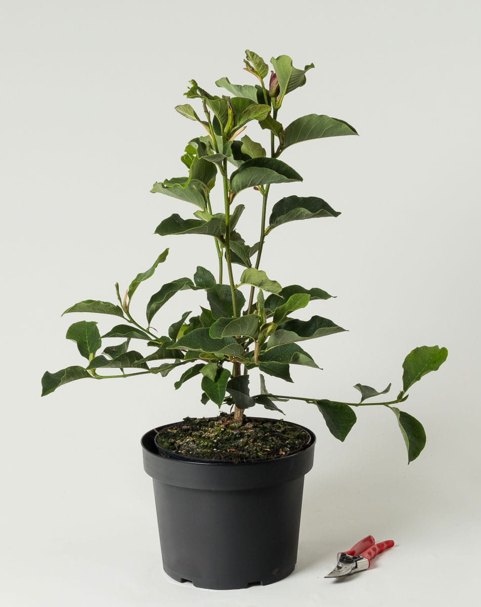 Tulpenmagnolie 'Genie' • Magnolia soulangiana 'Genie' Containerware 40-60 cm hoch, Ansicht 1