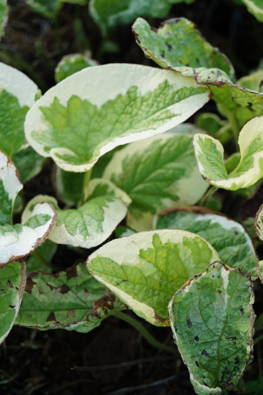 Kaukasusvergissmeinnicht 'Hadspen Cream' • Brunnera macrophylla 'Hadspen Cream' Ansicht 6
